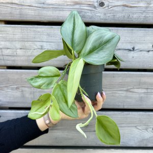 Scindapsus treubii 'MOONLIGHT' - kont. C1L, výška 15-25 cm